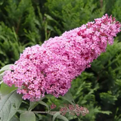 Буддлея давида ПИНК ДЕЛАЙТ в Гродно