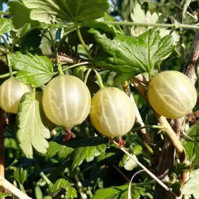 Крыжовник БЕЛОРУCСКИЙ САХАРНЫЙ 2 в Гродно