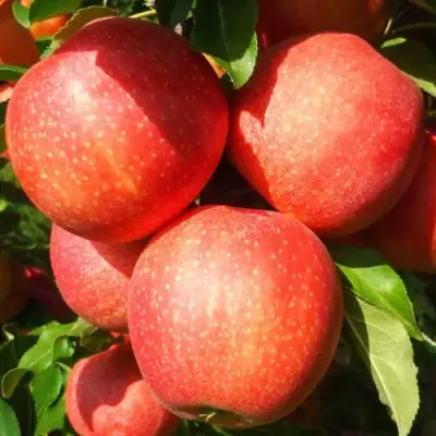 Яблоня ГАЛА ШНИГА в Гродно