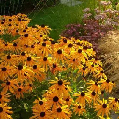Рудбекия ГОЛДШТУРМ блестящая в Гродно