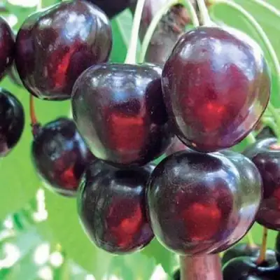 Черешня ЛЮБИМИЦА АСТАХОВА в Гродно