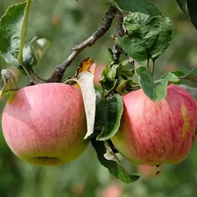 Яблоня МЕЛБА в Гродно