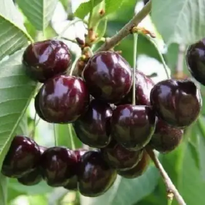 Черешня ЛЕНИНГРАДСКАЯ ЧЁРНАЯ в Гродно