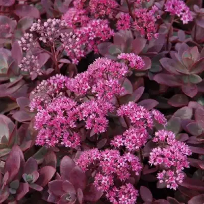 Очиток (седум) САНСПАРКЛЕР ФАЙЕРКРЕКЕР в Гродно