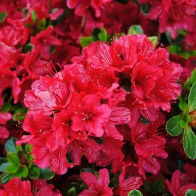 Азалия ХИНО КРИМСОН японская в Гродно