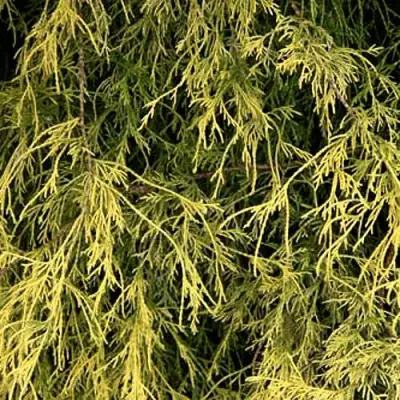 Кипарисовик ФИЛИФЕРА АУРЕА горохоплодный в Гродно