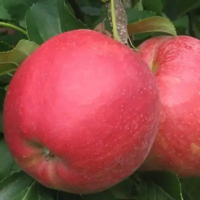 Яблоня РУБИН в Гродно