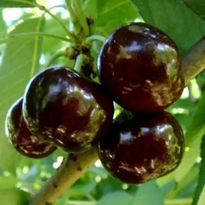 Черешня МУСКАТНАЯ в Гродно