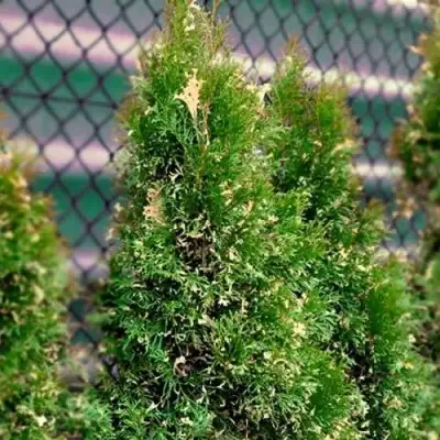 Туя СМАРАГД ВАРИЕГАТА западная в Гродно