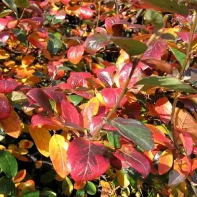 Кизильник блестящий в Гродно