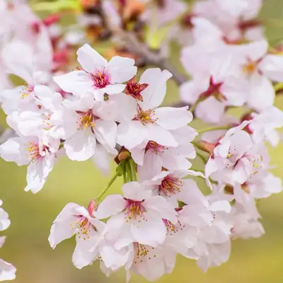 Сакура КОЙО НО МАЙ в Гродно