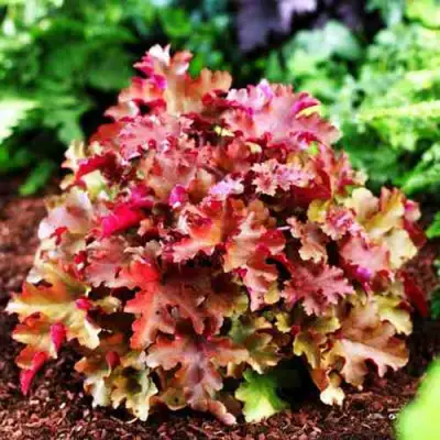 Гейхера МАРМЕЛАД в Гродно