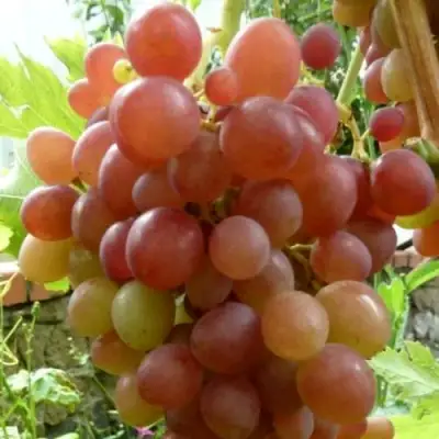 Виноград БЛЕСТЯЩИЙ в Гродно