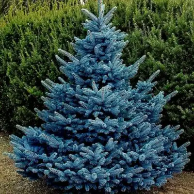 Ель МАДЖЕСТИК БЛЮ колючая в Гродно