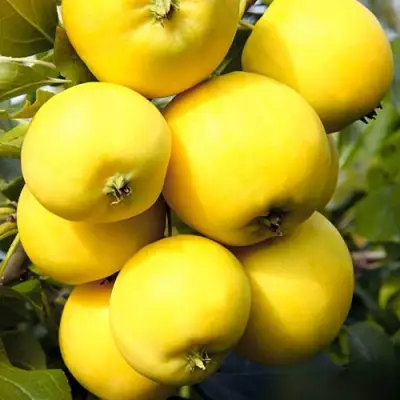 Яблоня УРАЛЬСКОЕ НАЛИВНОЕ в Гродно