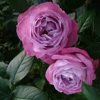 Роза АКВА чайно-гибридная в Гродно