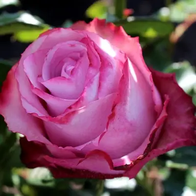 Роза ДИП ВОТЕР чайно-гибридная в Гродно