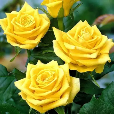 Роза ПАПИЛОН чайно-гибридная в Гродно