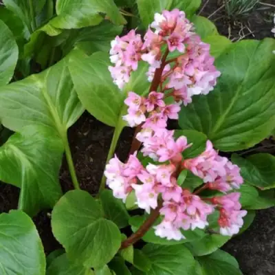 Бадан БЭБИ ДОЛЛ в Гродно