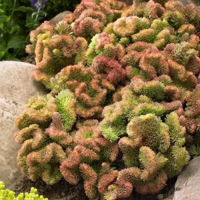 Очиток (седум) КРИСТАТУМ отогнутый в Гродно