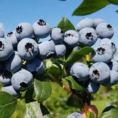 Голубика НЕЛЬСОН в Гродно