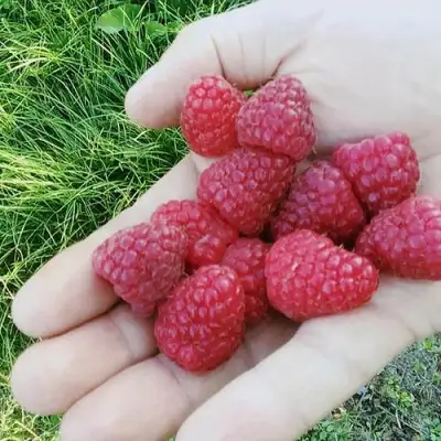 Малина ПОЛЬКА (ПОЛКА) в Гродно