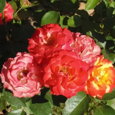 Роза ТАЙФУН спрей в Гродно