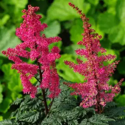 Астильба МУЛЕН РУЖ курчавая в Гродно