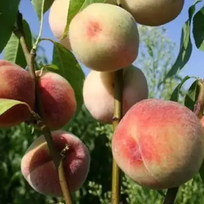 Персик ДОНЕЦКИЙ БЕЛЫЙ в Гродно