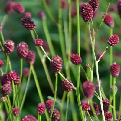 Кровохлебка ЧОКОЛАТ ТИП в Гродно