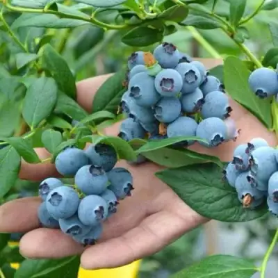 Голубика ТОРО в Гродно