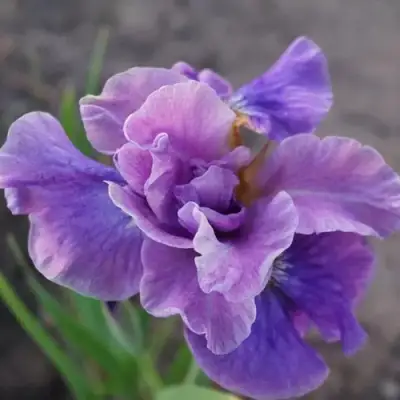 Ирис ХЭВИНГ ФАН сибирский в Гродно