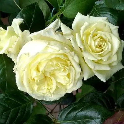 Роза ЭЛЬФ плетистая в Гродно