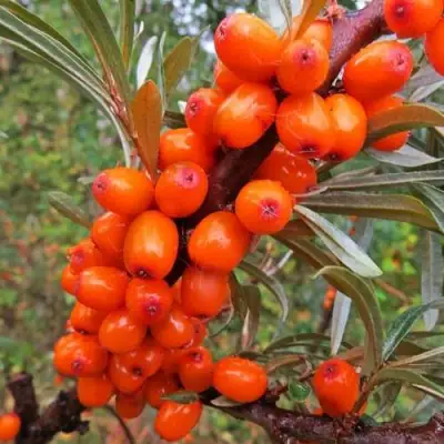 Облепиха ДЖЕМОВАЯ в Гродно