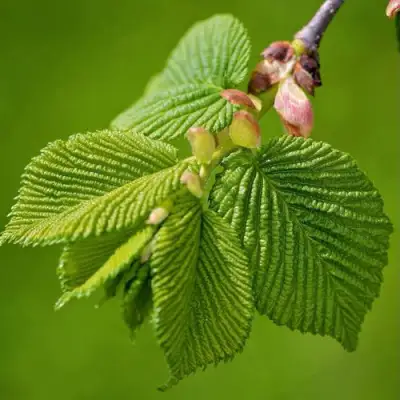Вяз обыкновенный в Гродно