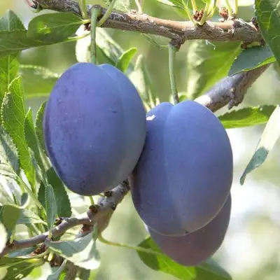 Слива СТЭНЛИ в Гродно