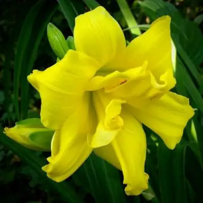 Лилейник ДАБЛ РИВЕР ВАЙ гибридный в Гродно