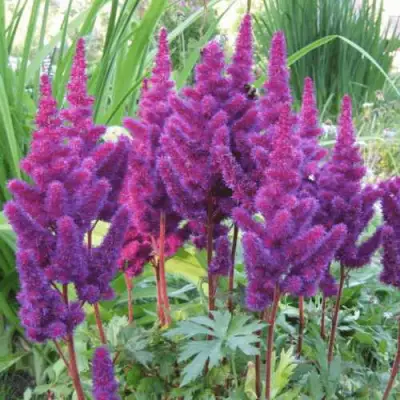 Астильба БЛЭК ЭНД БЛУ китайская в Гродно