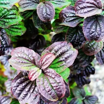 Дерен КОМПРЕССА кроваво-красный в Гродно