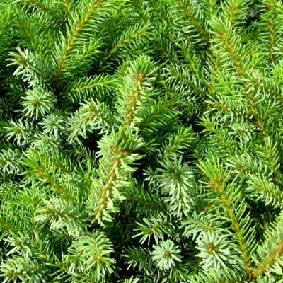 Ель НАНА сербская в Гродно