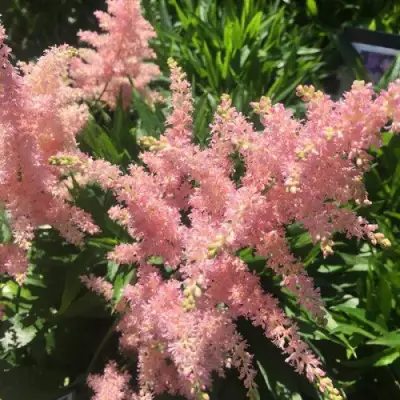 Астильба БРЕССИНГЕМ БЬЮТИ Арендса в Гродно