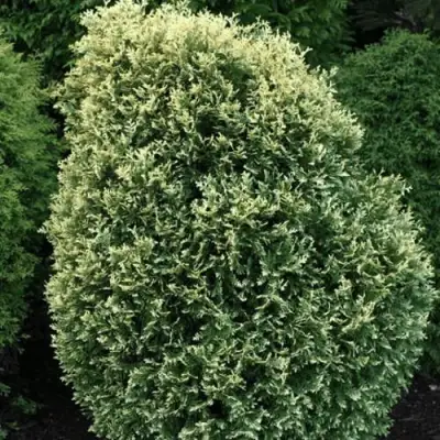 Туя ЛИТОМИШИЛ западная в Гродно