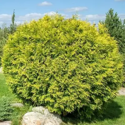 Туя ГОЛДЕН ГЛОБ западная в Гродно