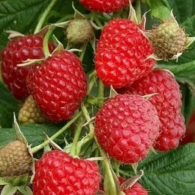 Малина ГЛЕН АМПЛ в Гродно