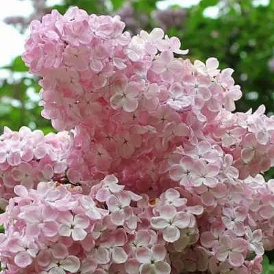 Сирень ВЕЧЕРНИЙ ЗВОН в Гродно