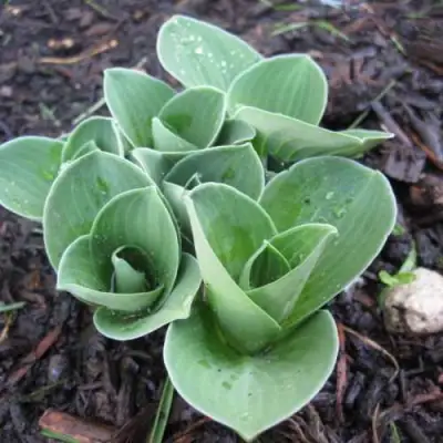 Хоста МОНСТЕР ИРЗ гибридная в Гродно