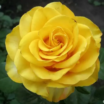 Роза КЕРИО чайно-гибридная в Гродно