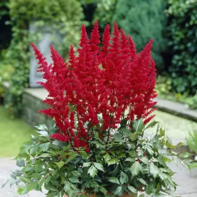 Астильба СПАРТАН Арендса в Гродно