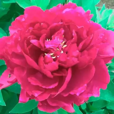 Пион ОСТРОВНОЙ МИНИСТР древовидный в Гродно