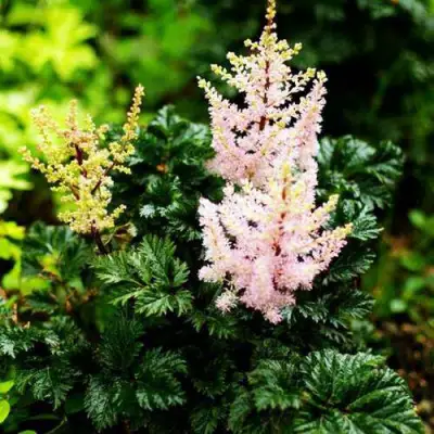 Астильба ЛИЛИПУТ курчавая в Гродно